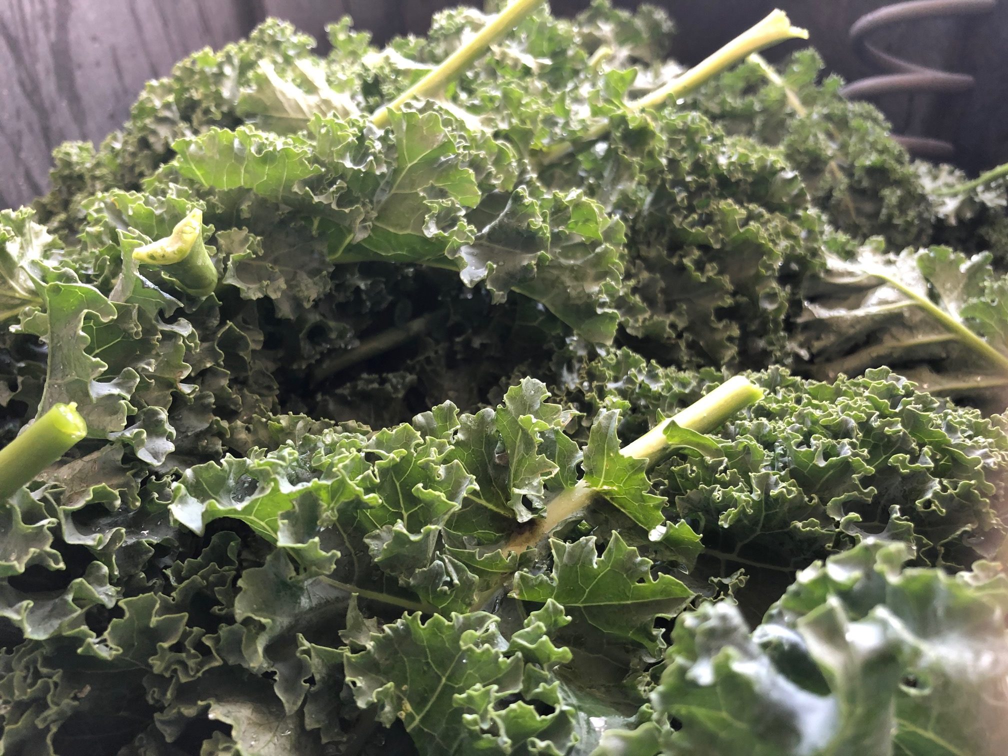Starbor Kale